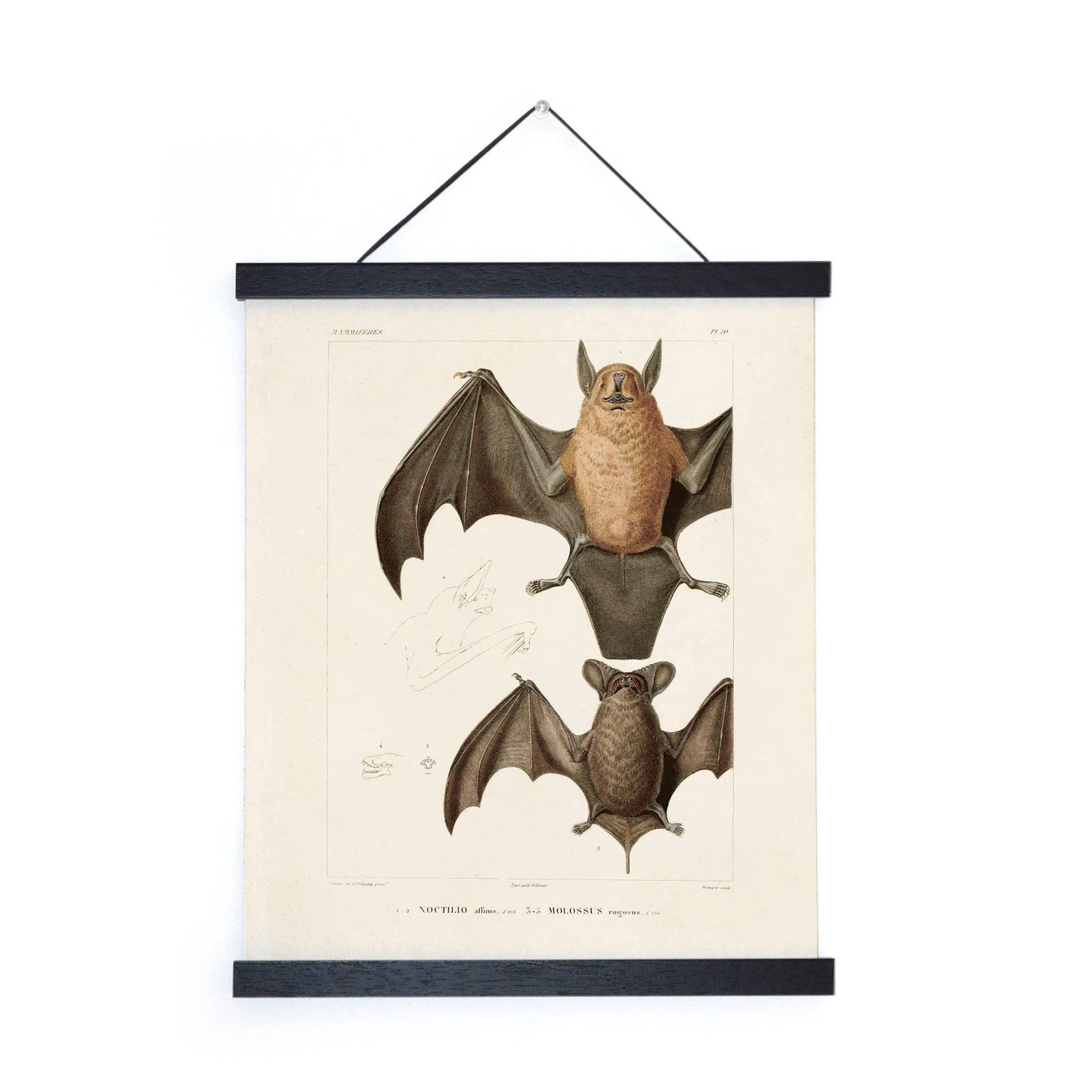 Vintage Mexican Freetail Bat Print w/ optional frame: 8x10 / Print Only