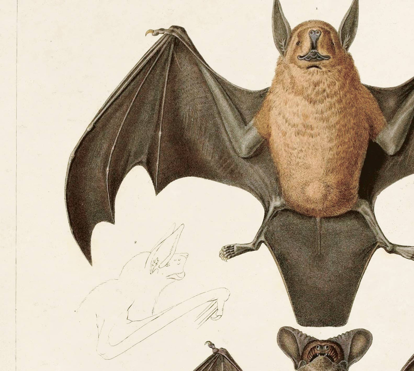 Vintage Mexican Freetail Bat Print w/ optional frame: 8x10 / Print Only