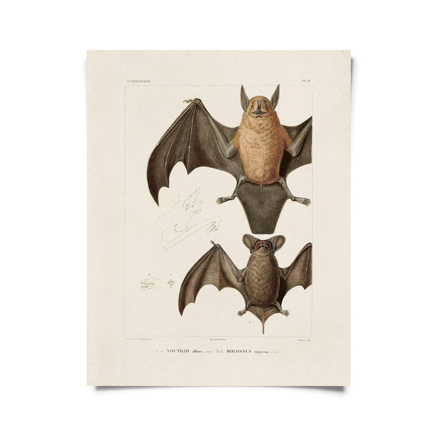 Vintage Mexican Freetail Bat Print w/ optional frame: 8x10 / Print Only