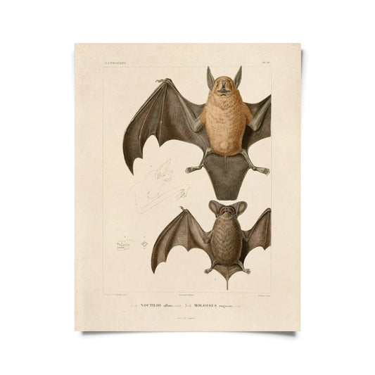 Vintage Mexican Freetail Bat Print w/ optional frame: 8x10 / Print Only