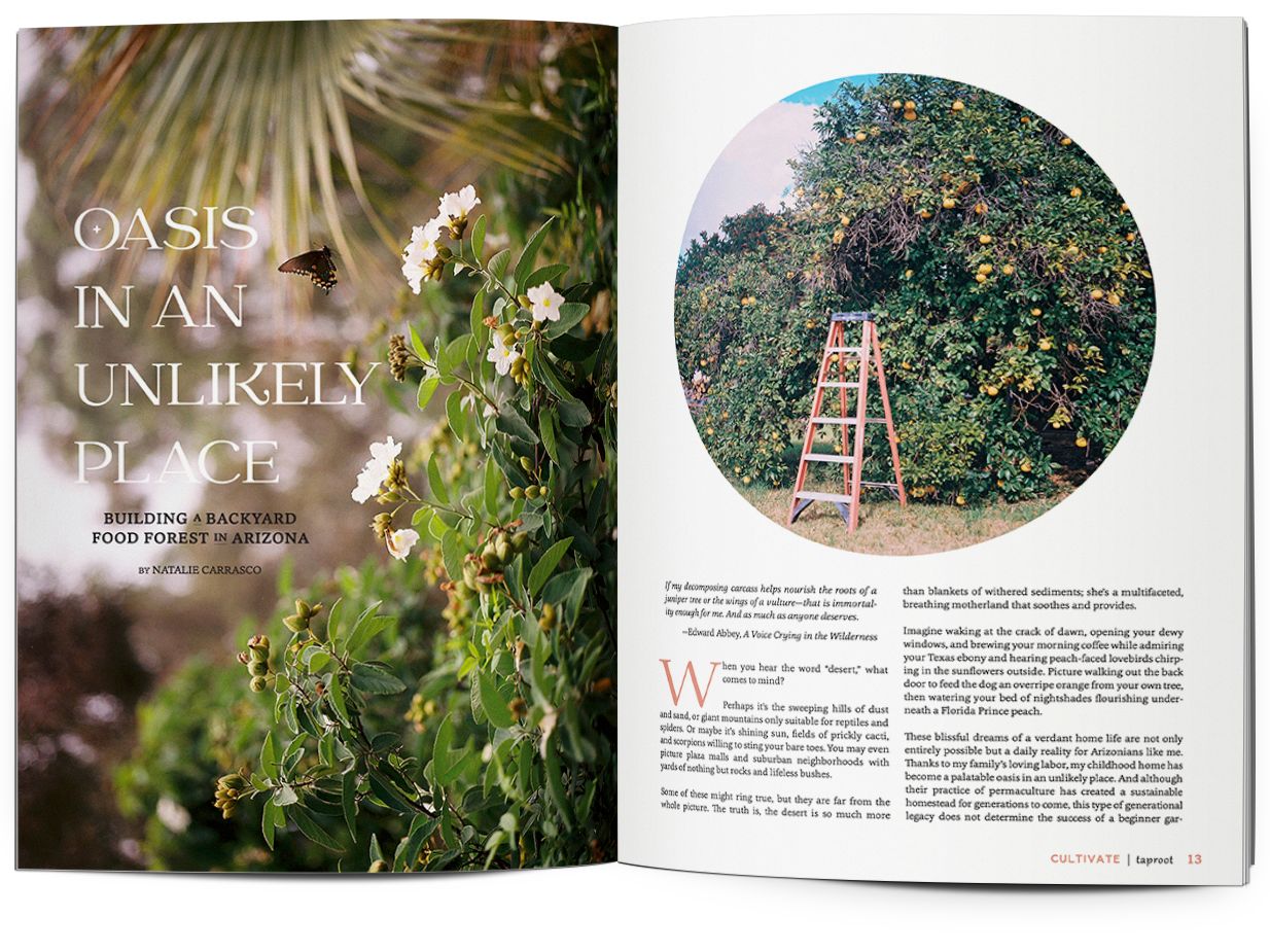 Taproot Issue 56 :: CULTIVATE